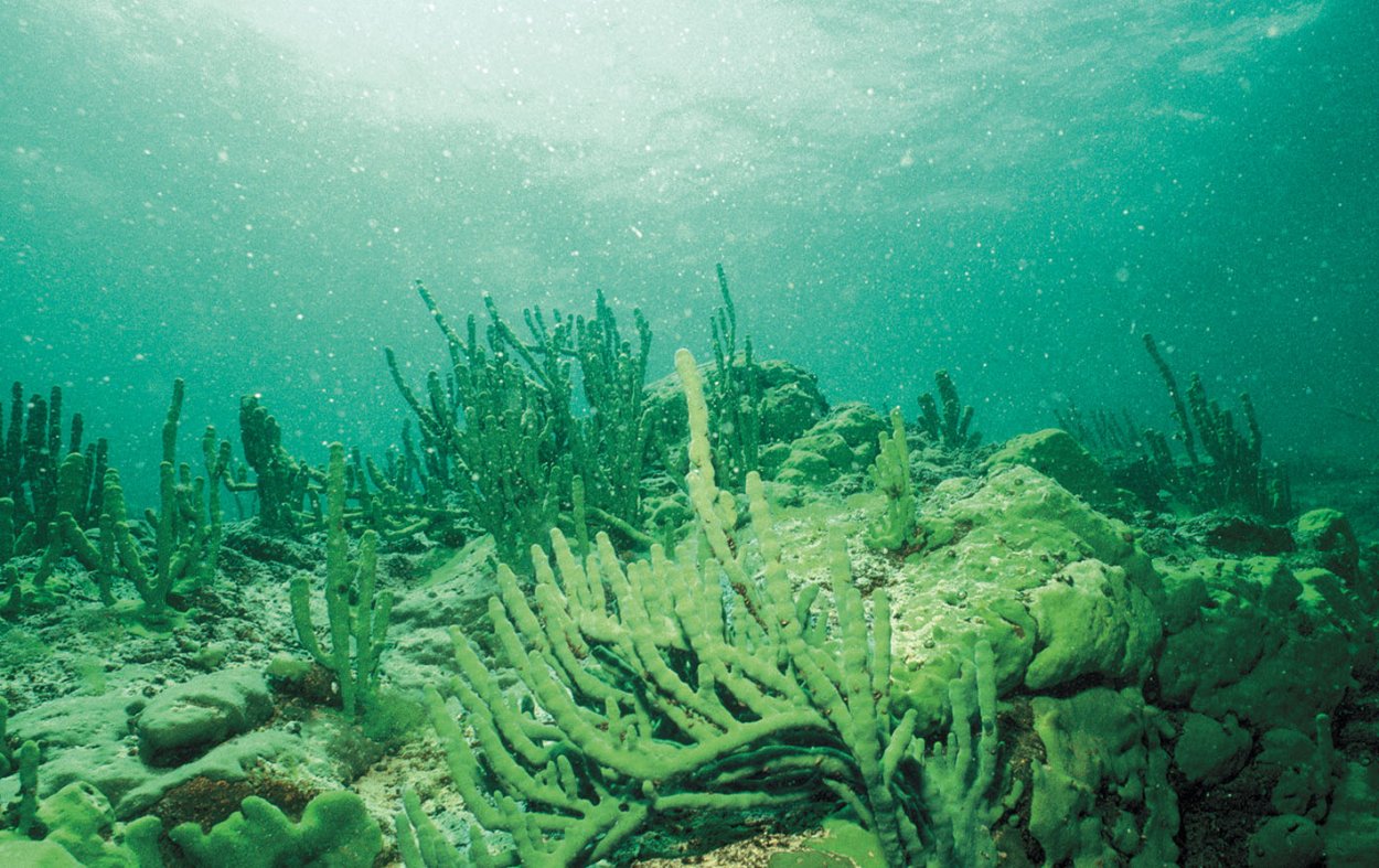 Озеро Байкал Пресноводные губки