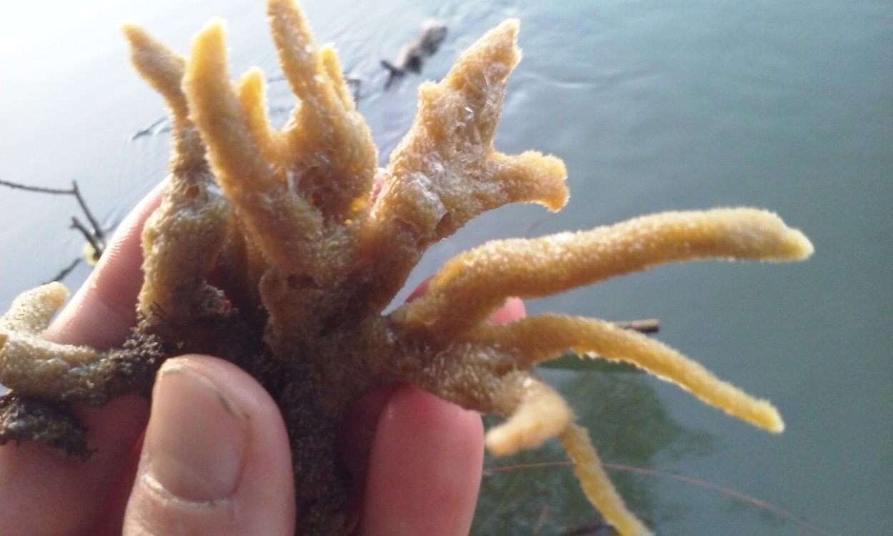 Уруть колосистая (Myriophyllum spicatum),