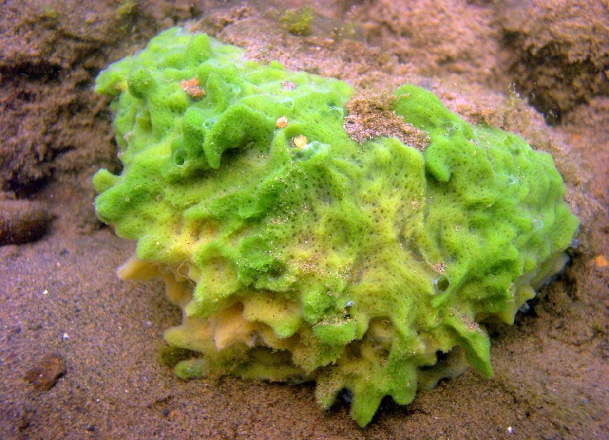 Бадяга Пресноводная