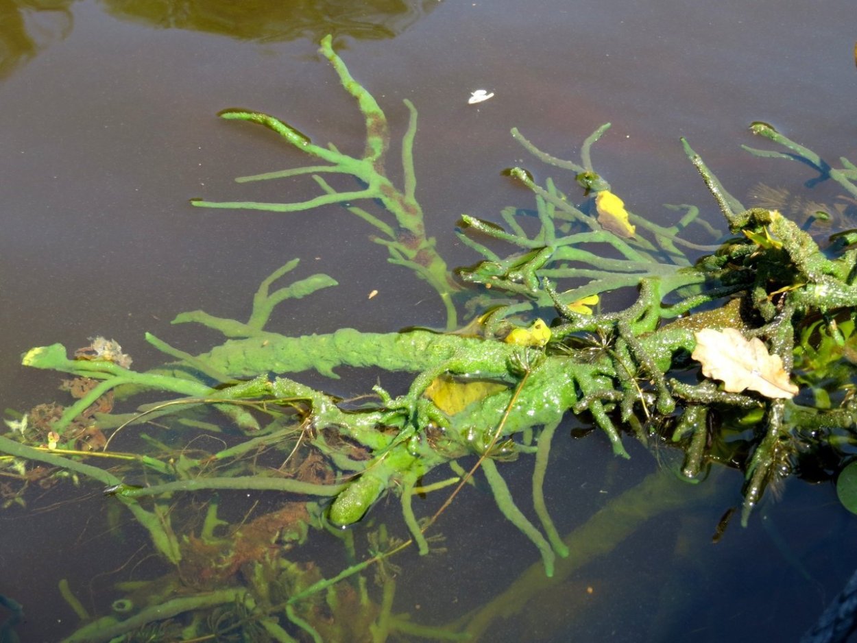 Бадяга Речная