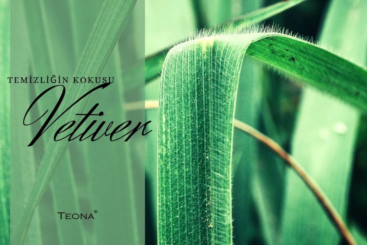 Трава ветиверия.