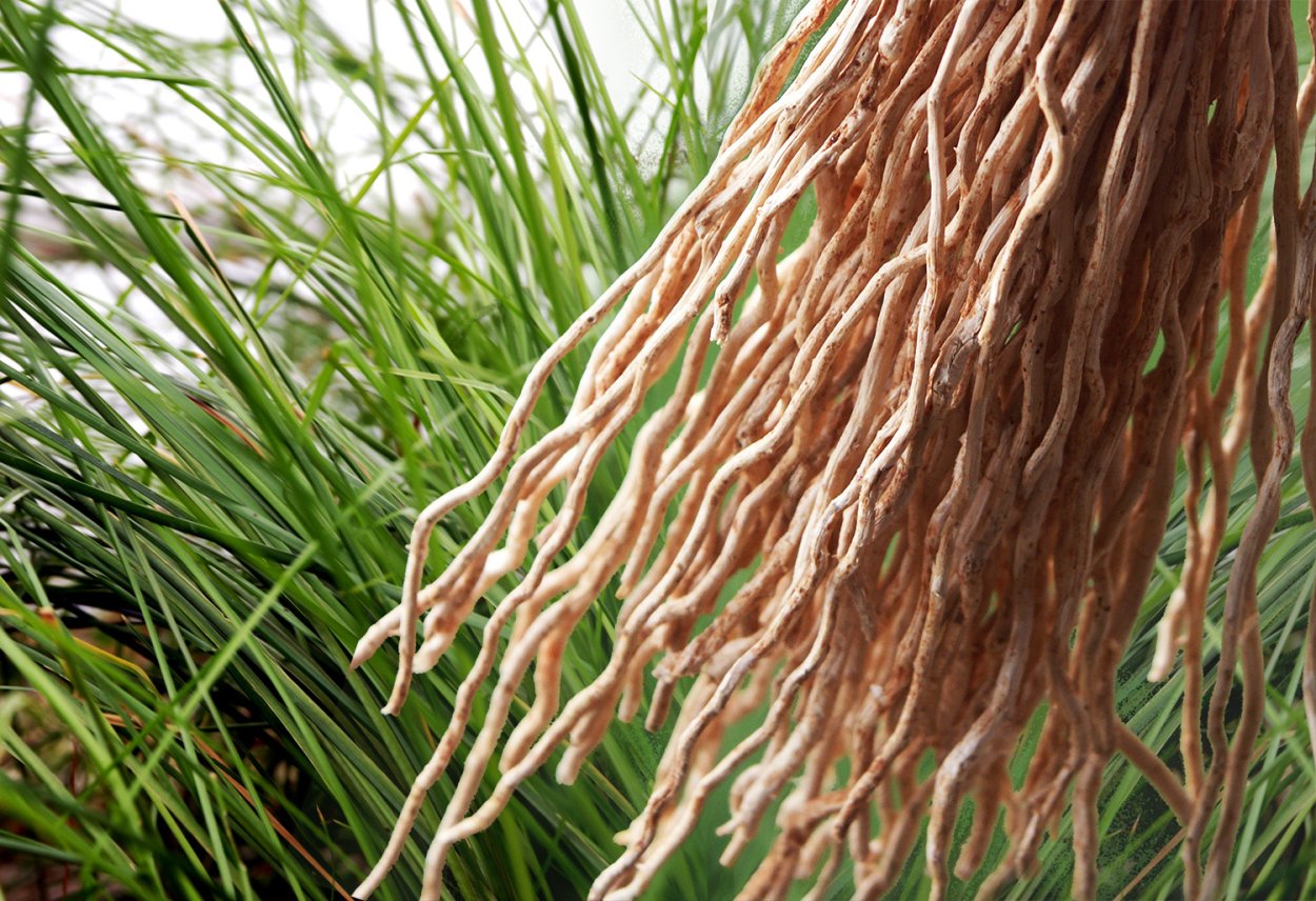 Chrysopogon Zizanioides