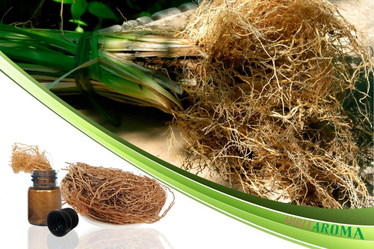 Ветивер фото на белом фоне