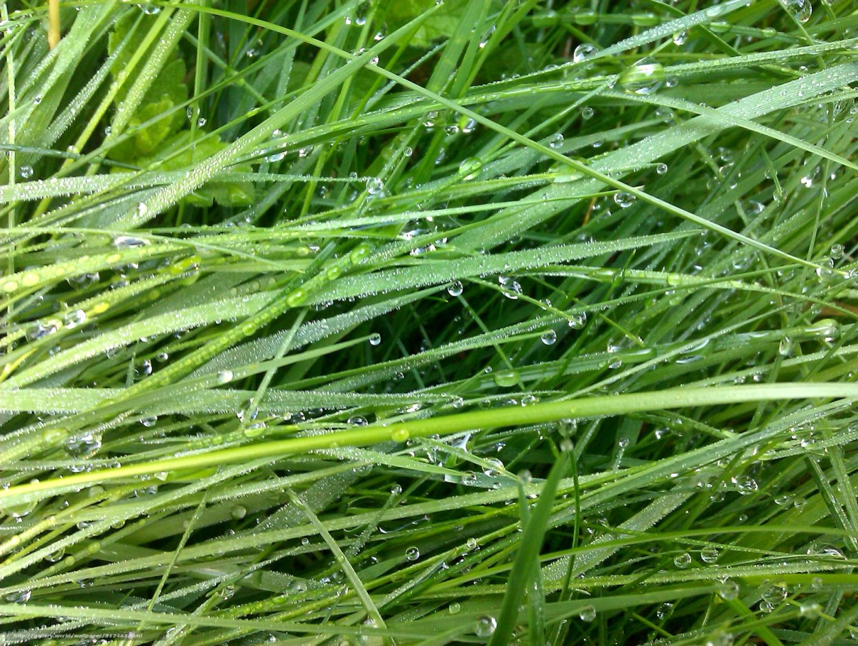 Ветивер Калининград