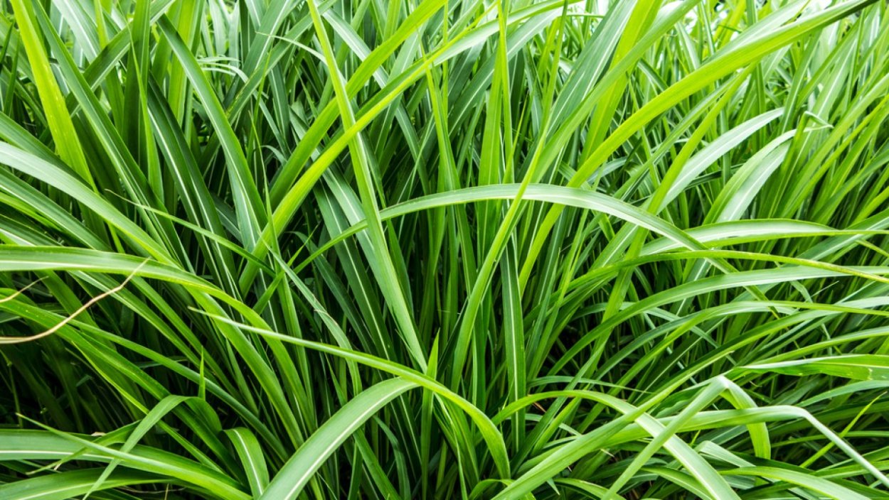 Таитянский ветивер