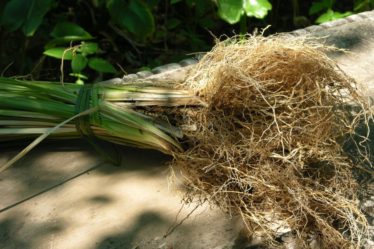 Трава Мурашка