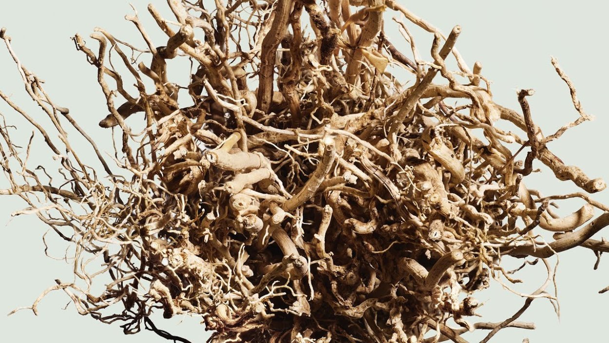 Мадагаскарский ветивер