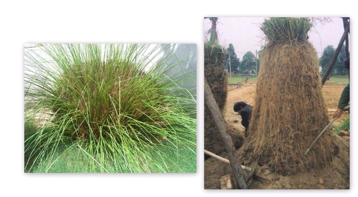 Гаитянский ветивер фото