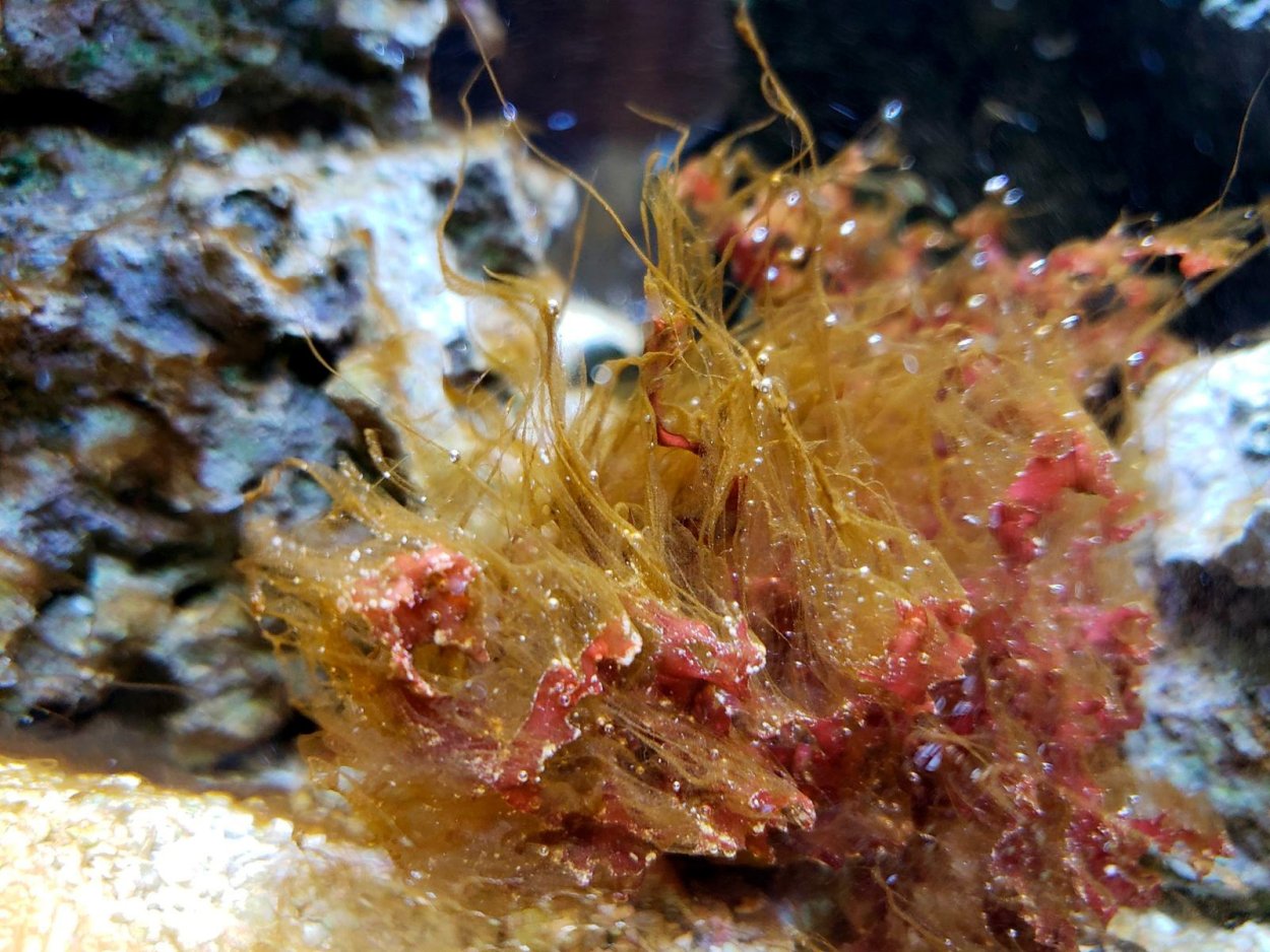 Филлофора водоросль строение