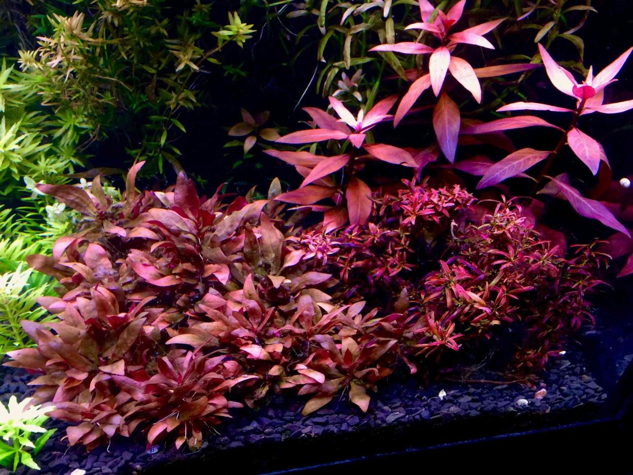 Альтернантера Рейнека