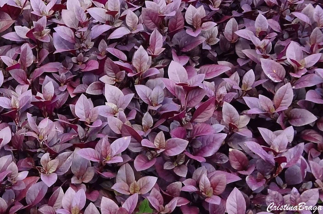 Althernanthera versicolor Voss