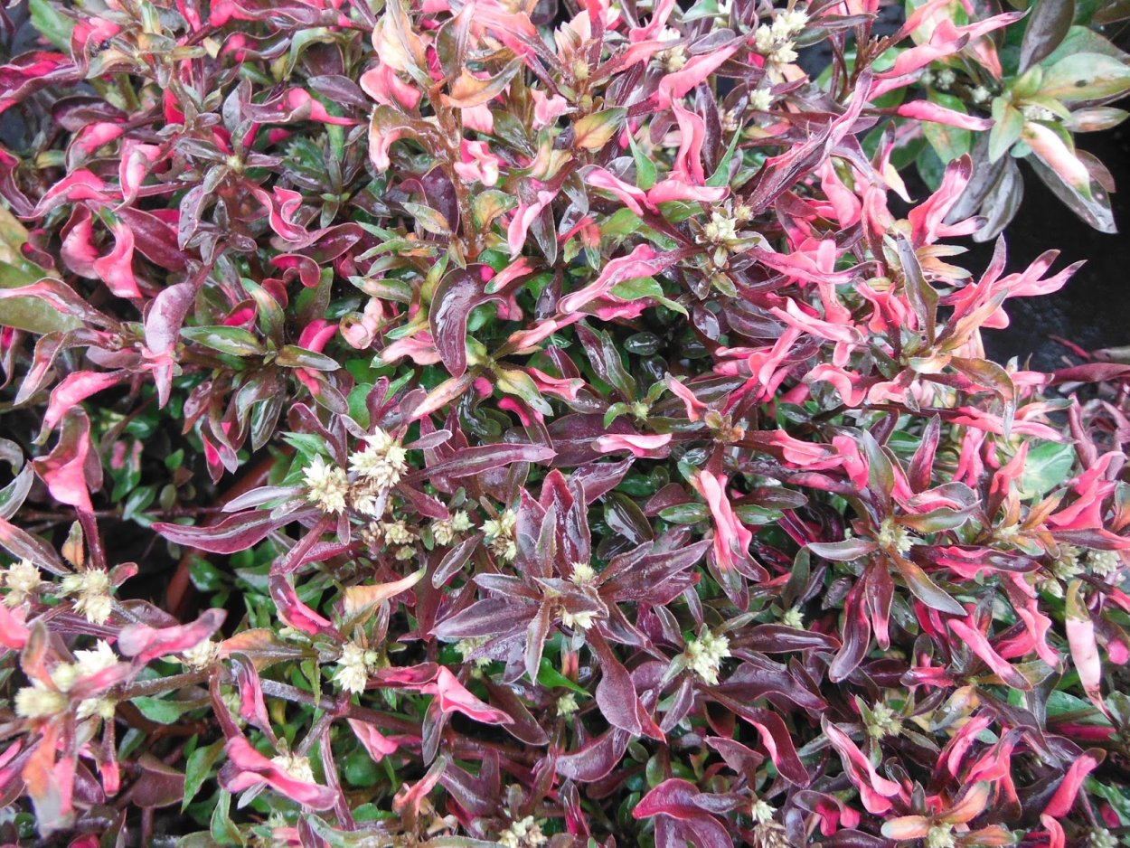 Альтернантера прелестная