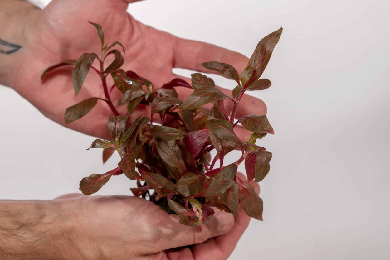 Ротала Сингапурская Rotala Singapore