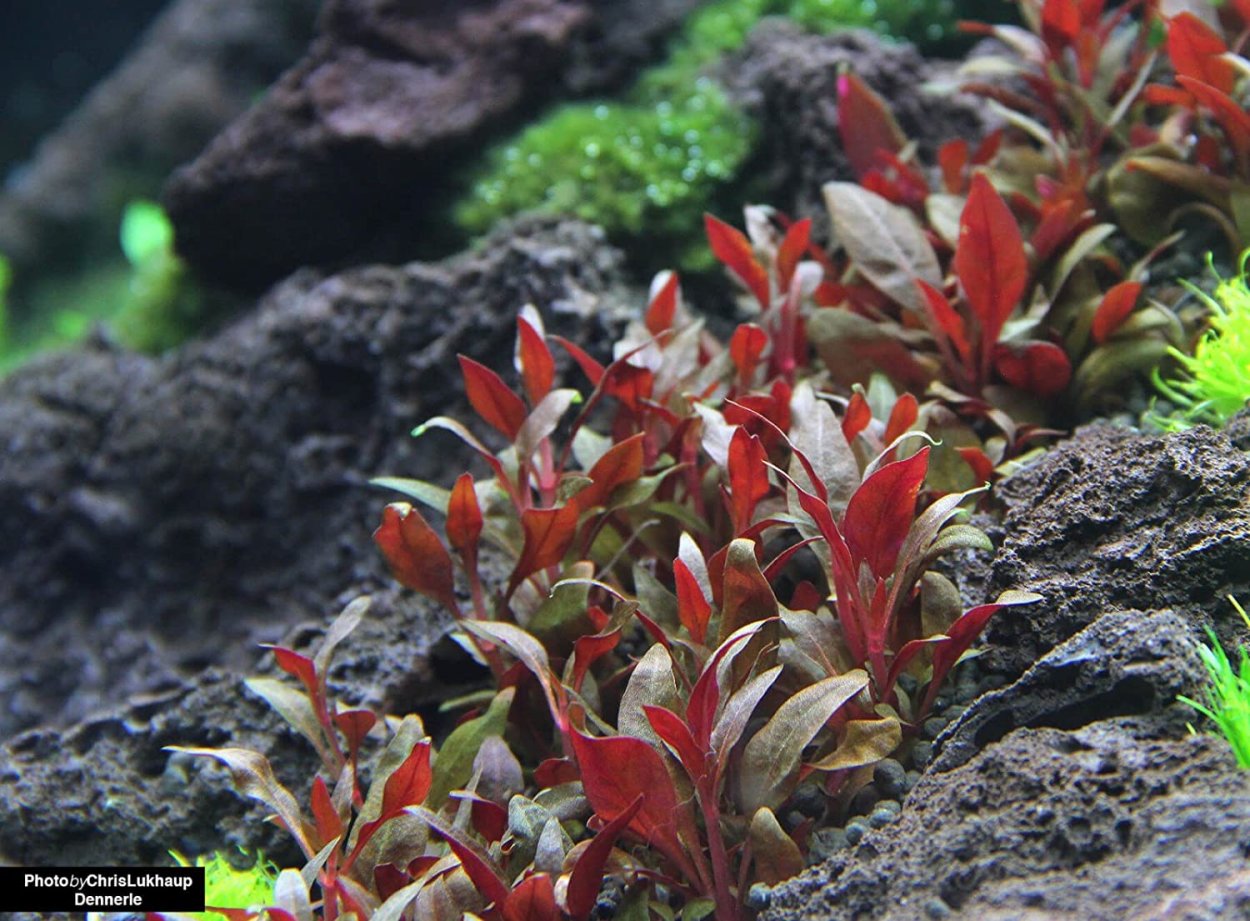 Альтернантера Парпл Найт