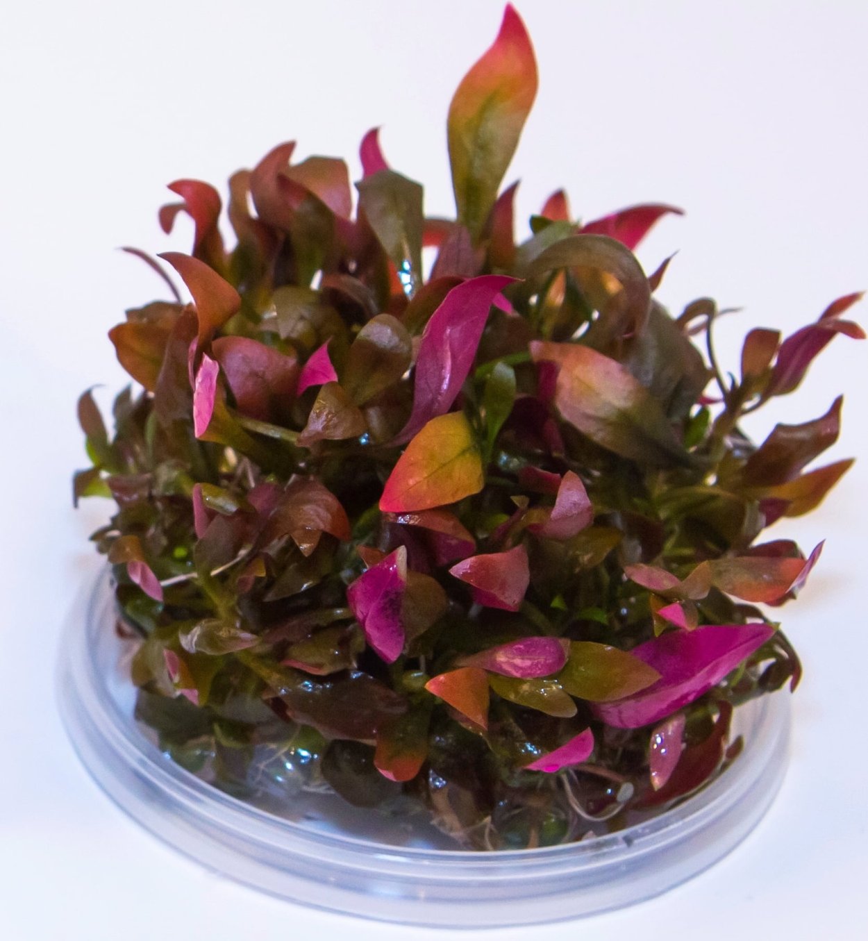 Альтернантера Амоена