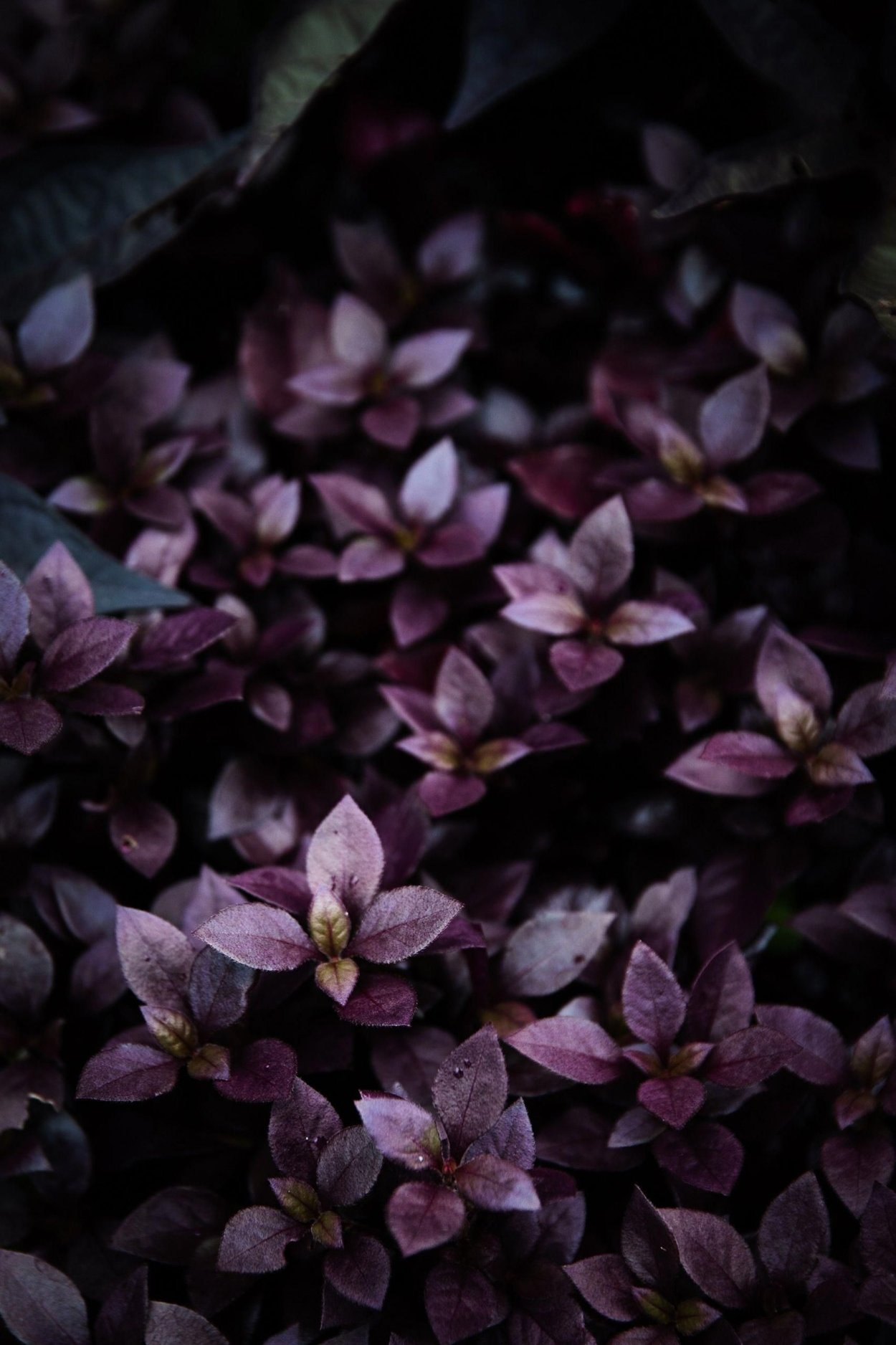 Альтернантера бургунди