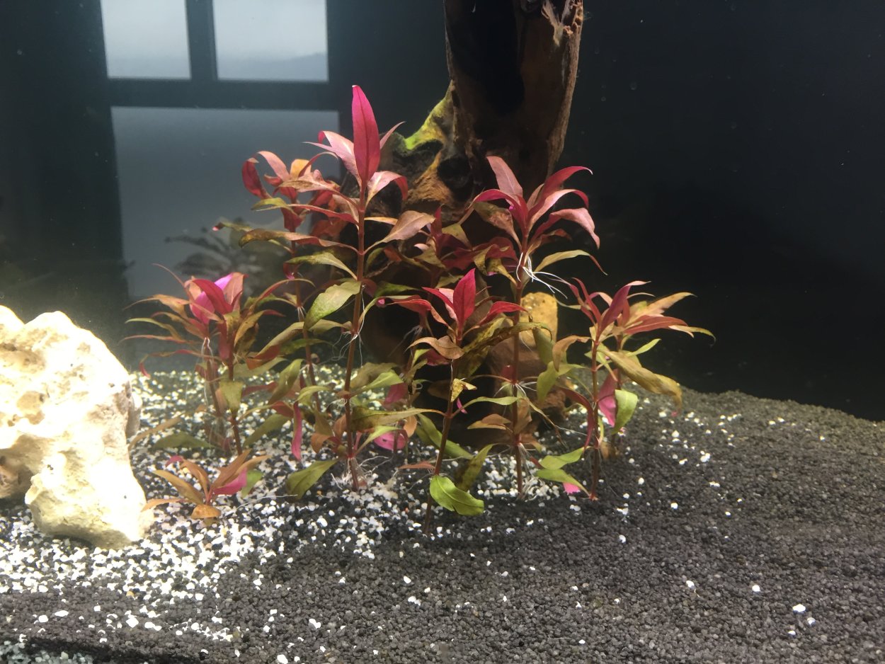 Альтернантера Рейнеке