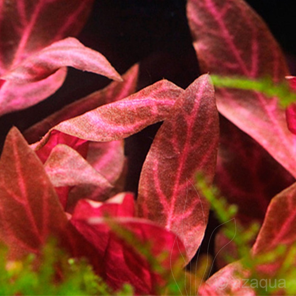 Альтернантера Беттцика