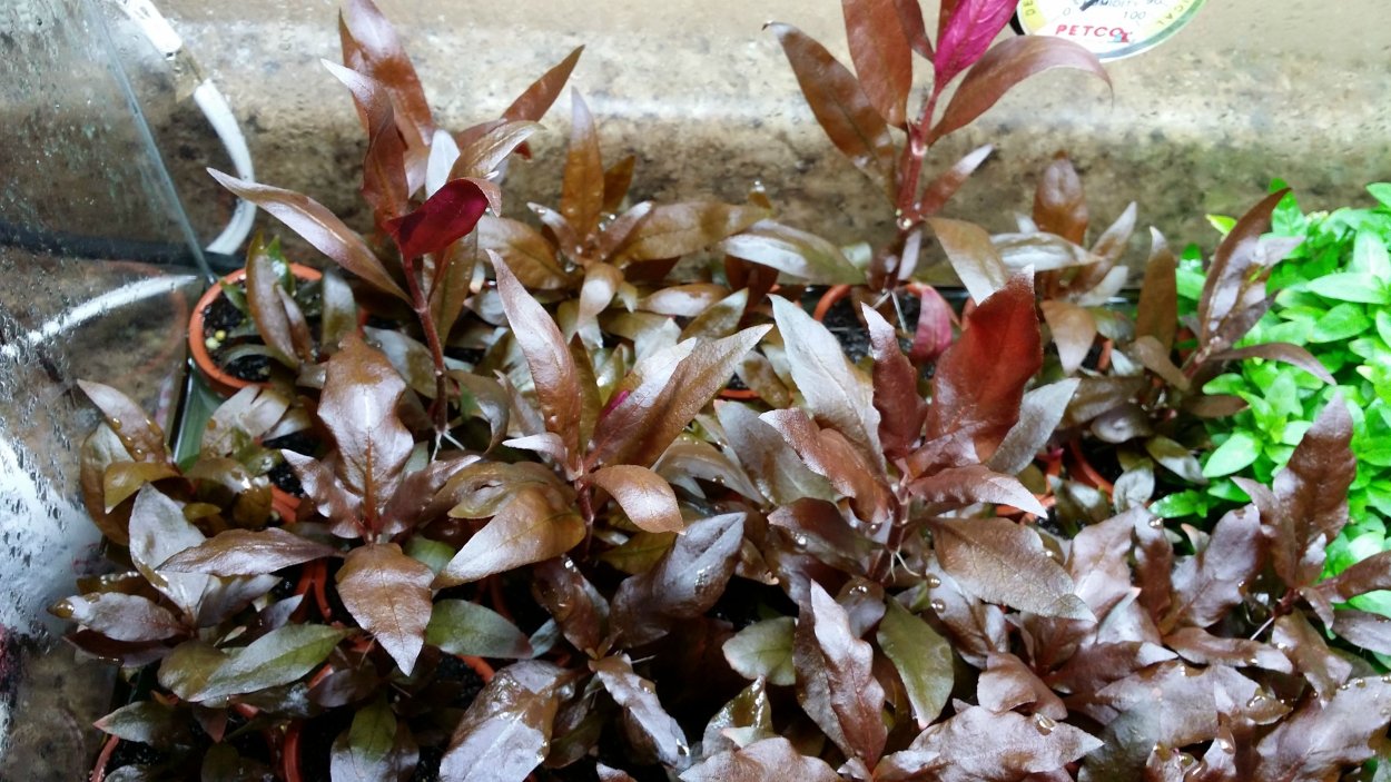 Tropica Alternanthera Mini