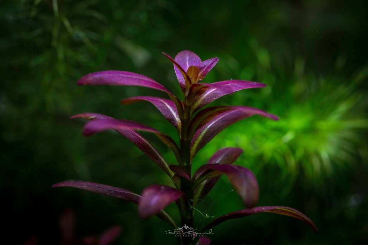 Альтернантера Рубин