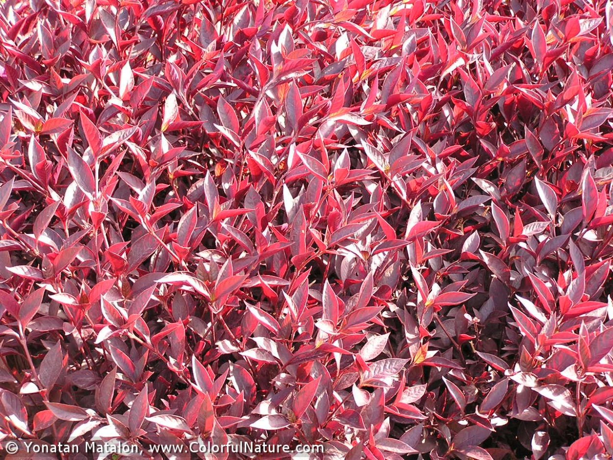 Альтернантера бетзикиана