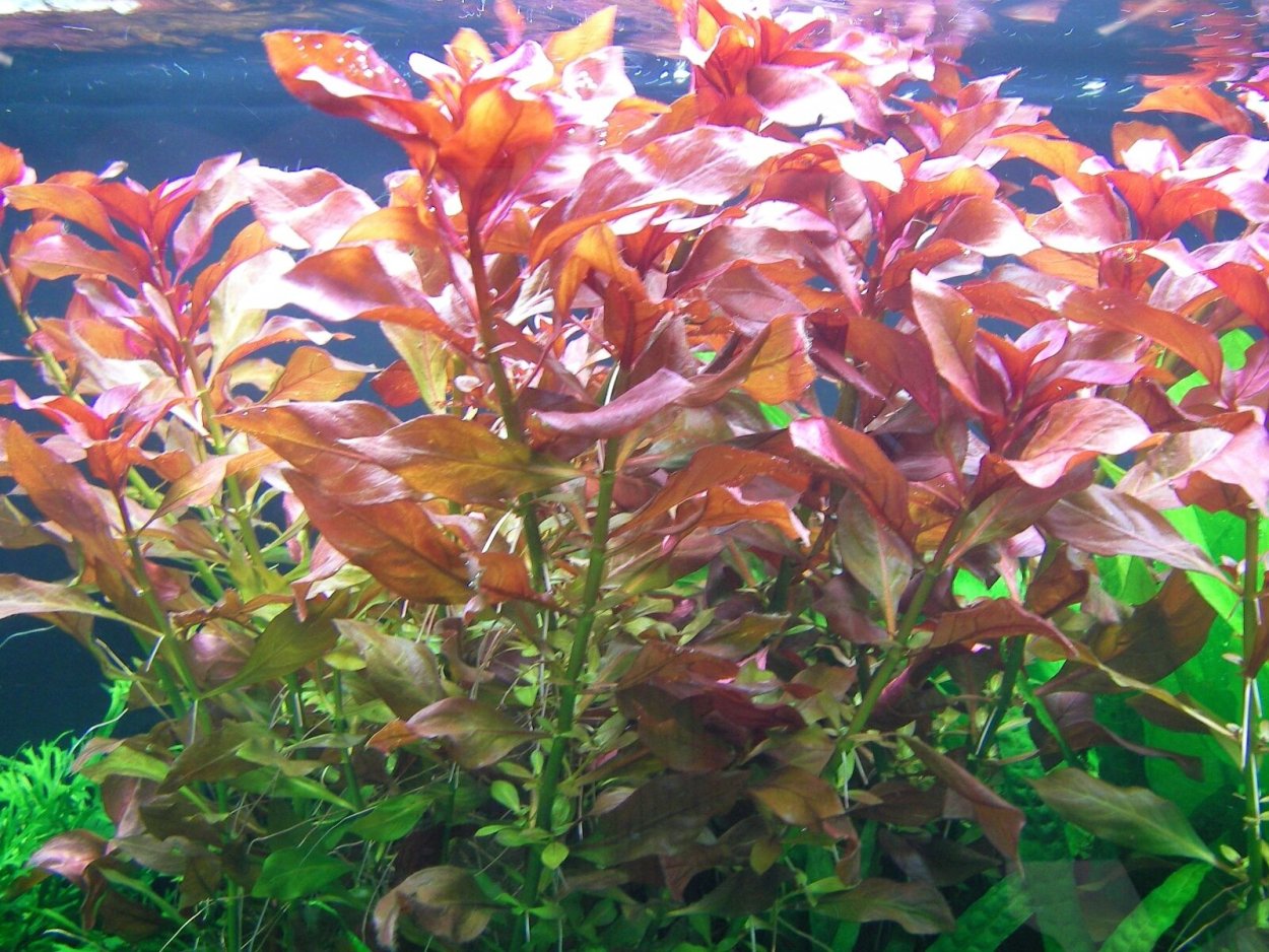 Альтернантера прелестная