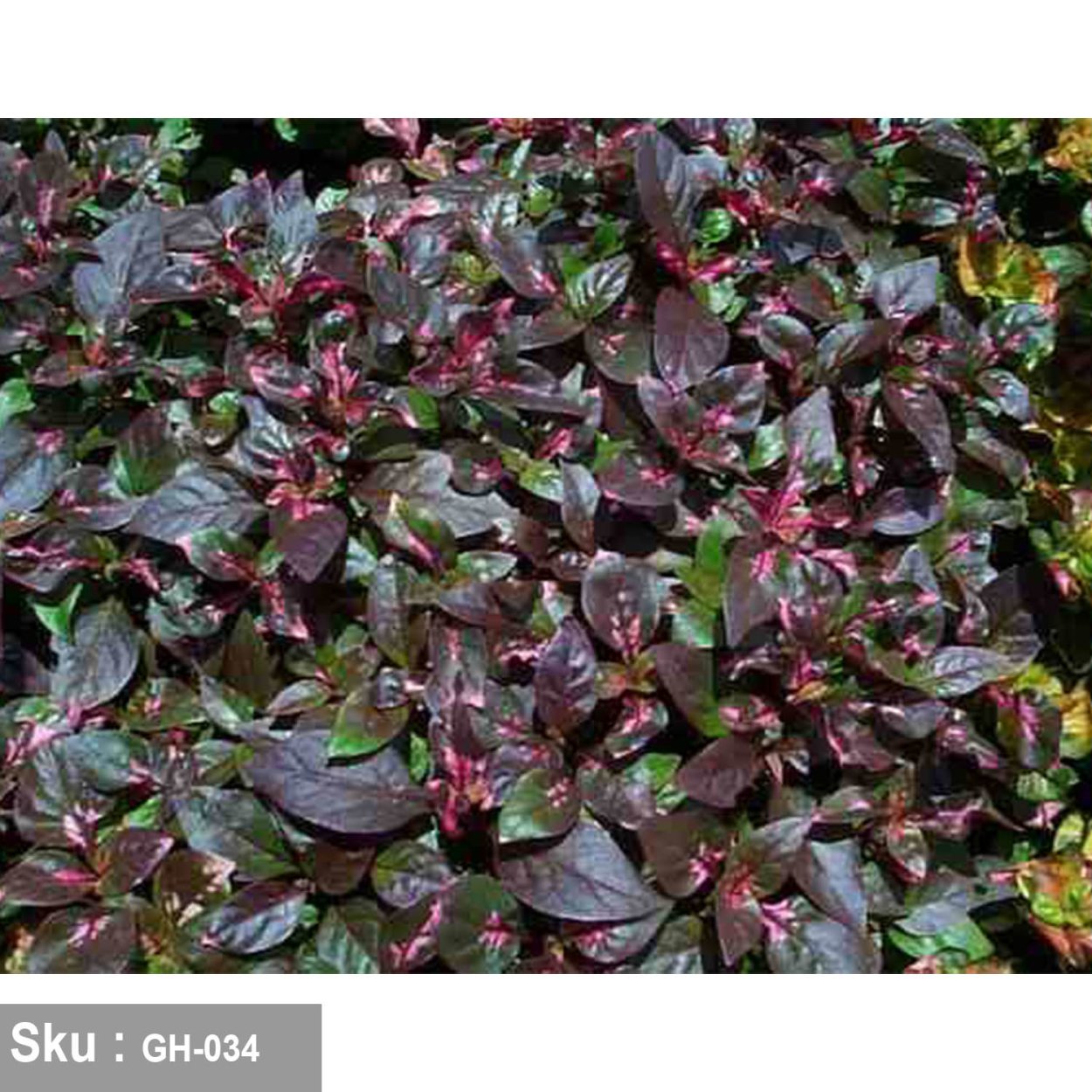 Альтернантера Кардиналис Alternanthera reineckii cardinalis