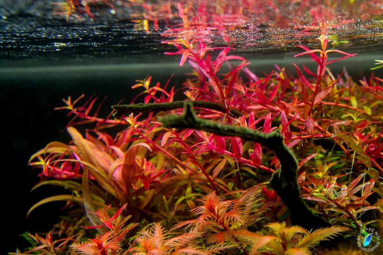 Людвигия перуенсис Алмаз