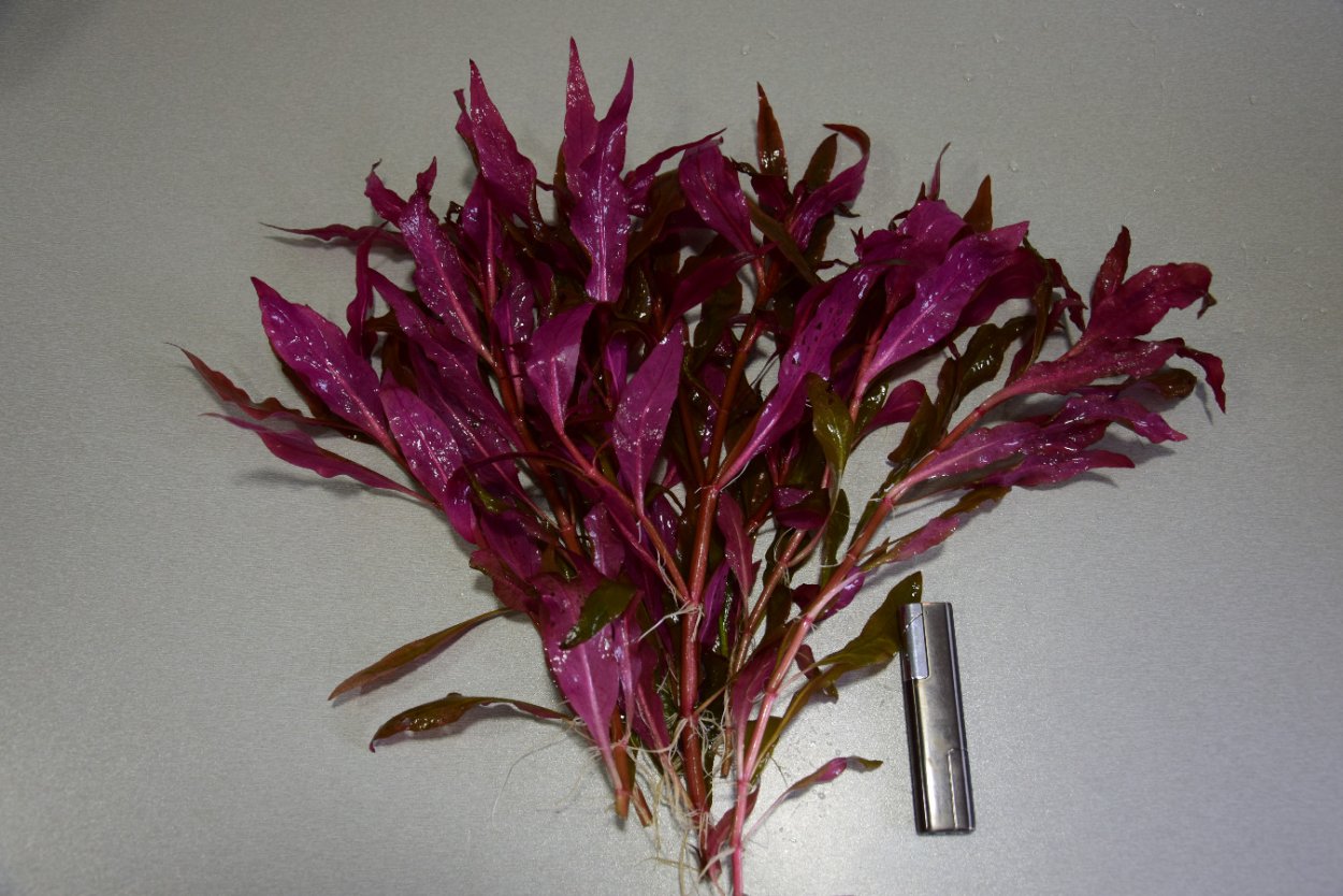 Альтернантера Дентата