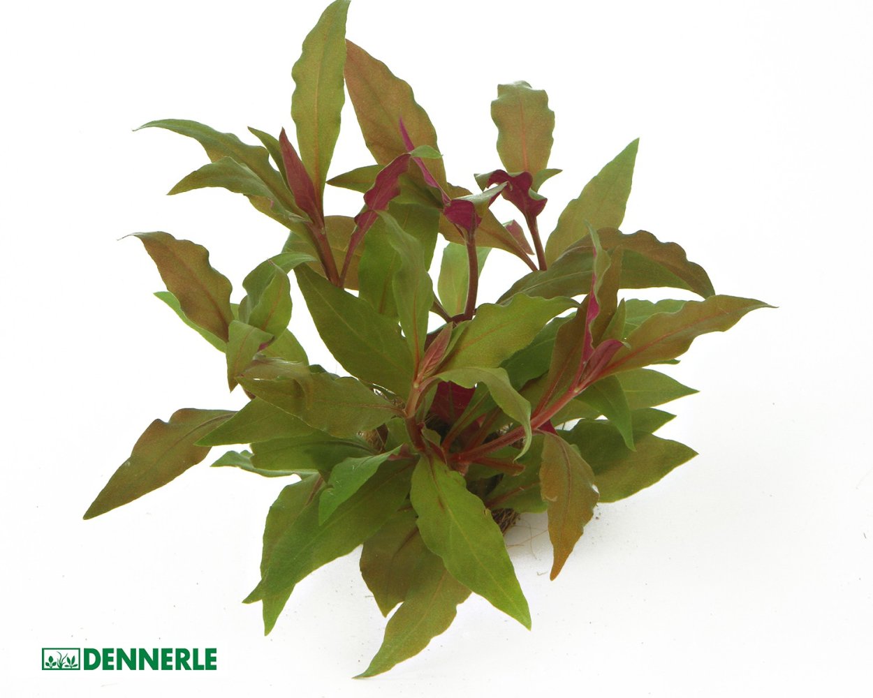 Людвигия палюстрис ред