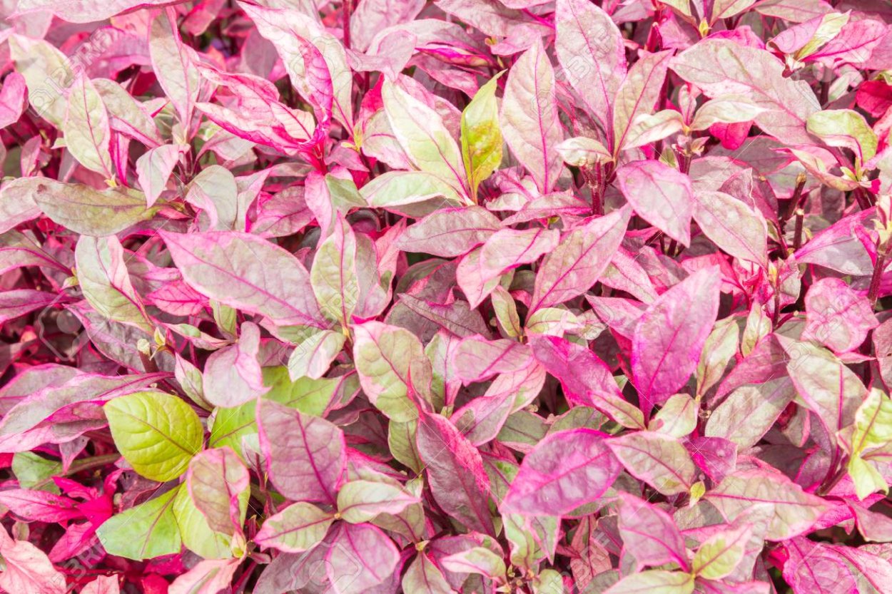 Людвигия Микрантемум Монте Карло