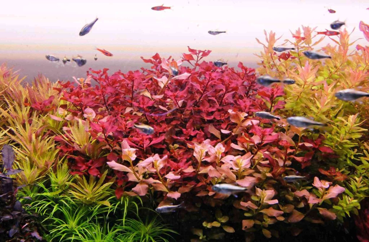 Альтернантера Рейнека Варигата