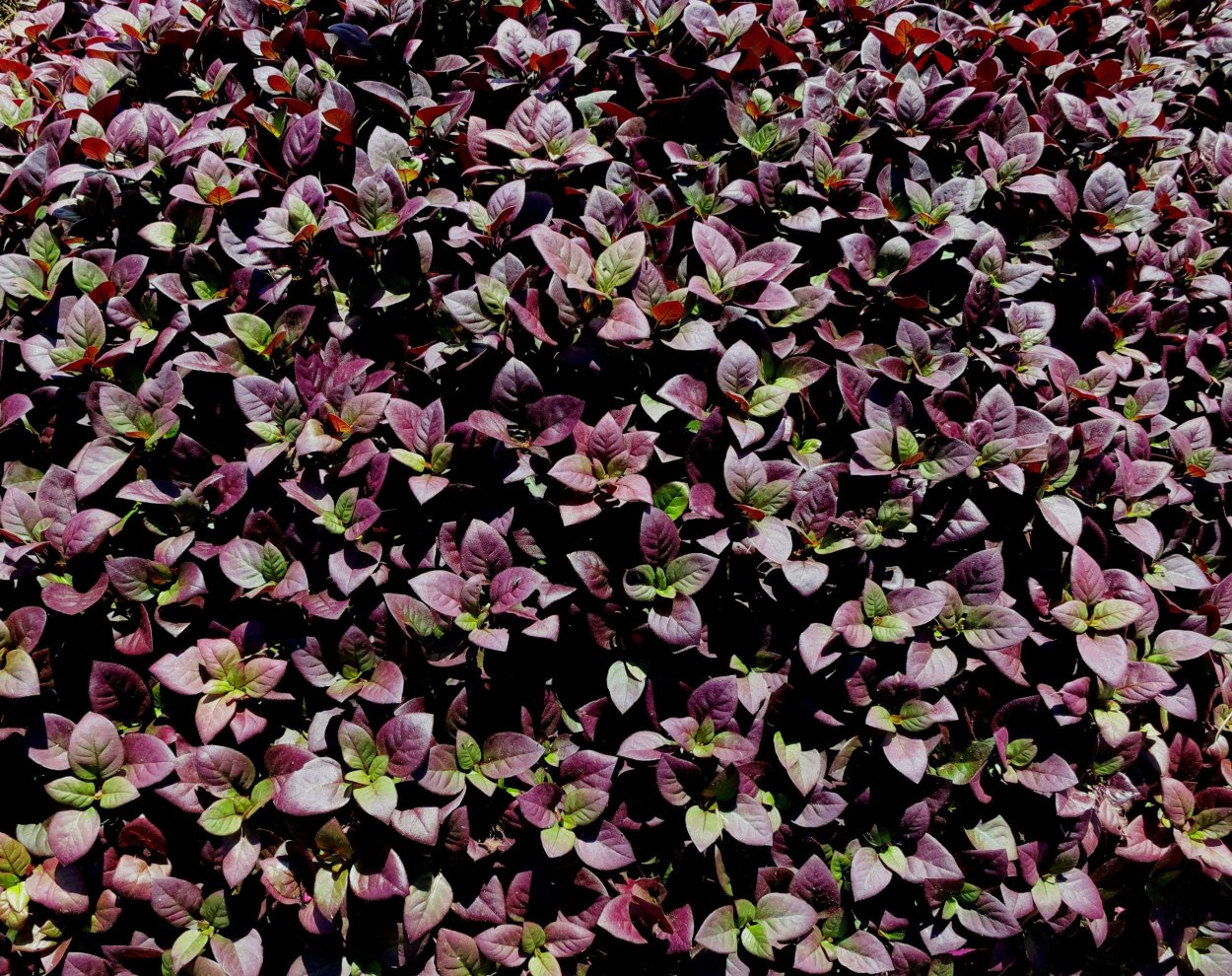 Аммания Сулавеси (Ammania Sulawesi)