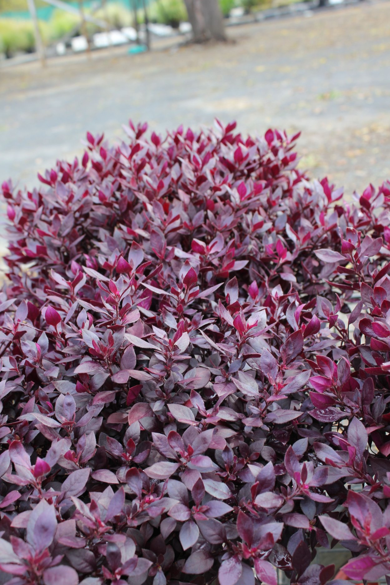 Альтернантера куст