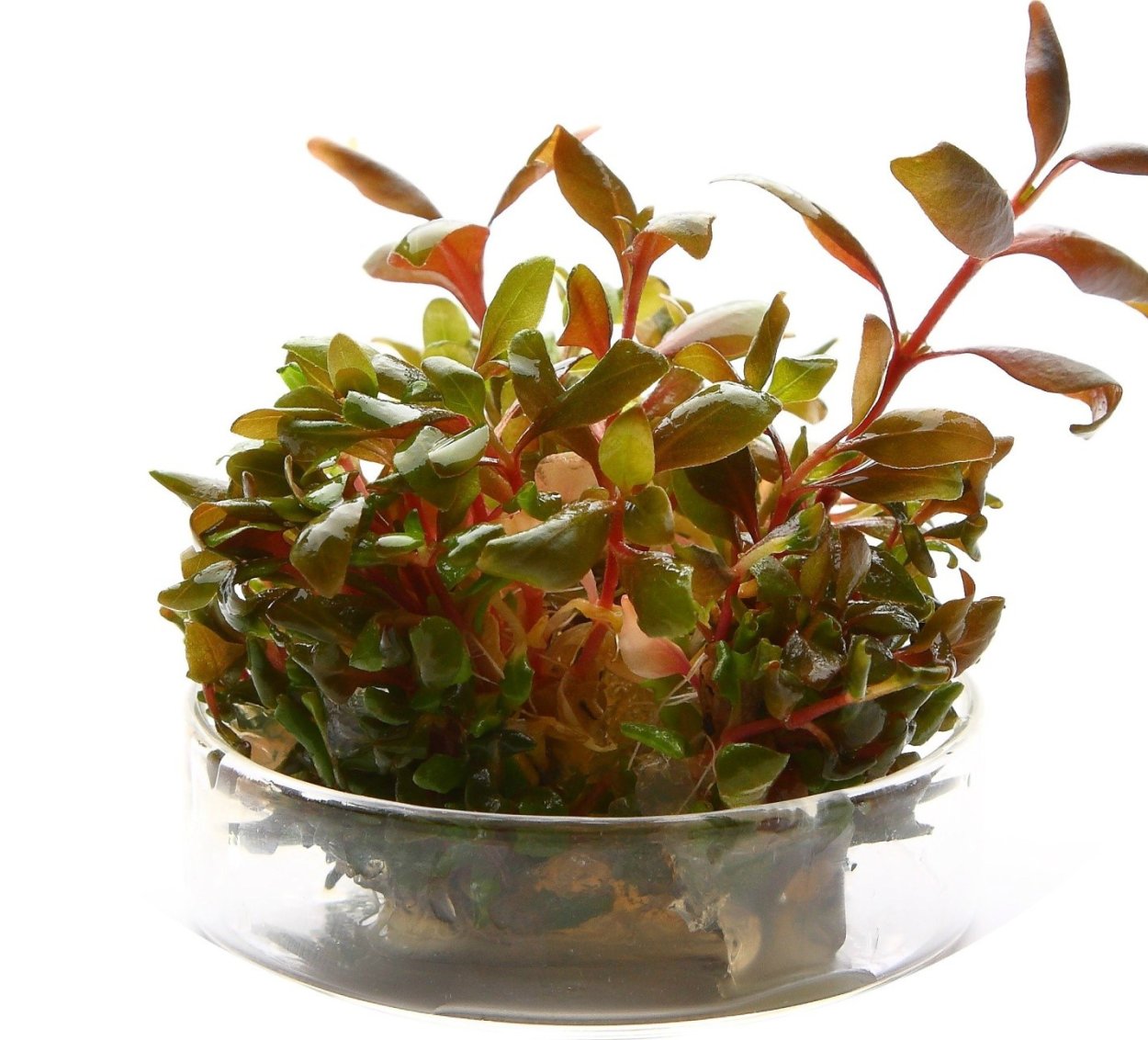 Альтернантера прелестная