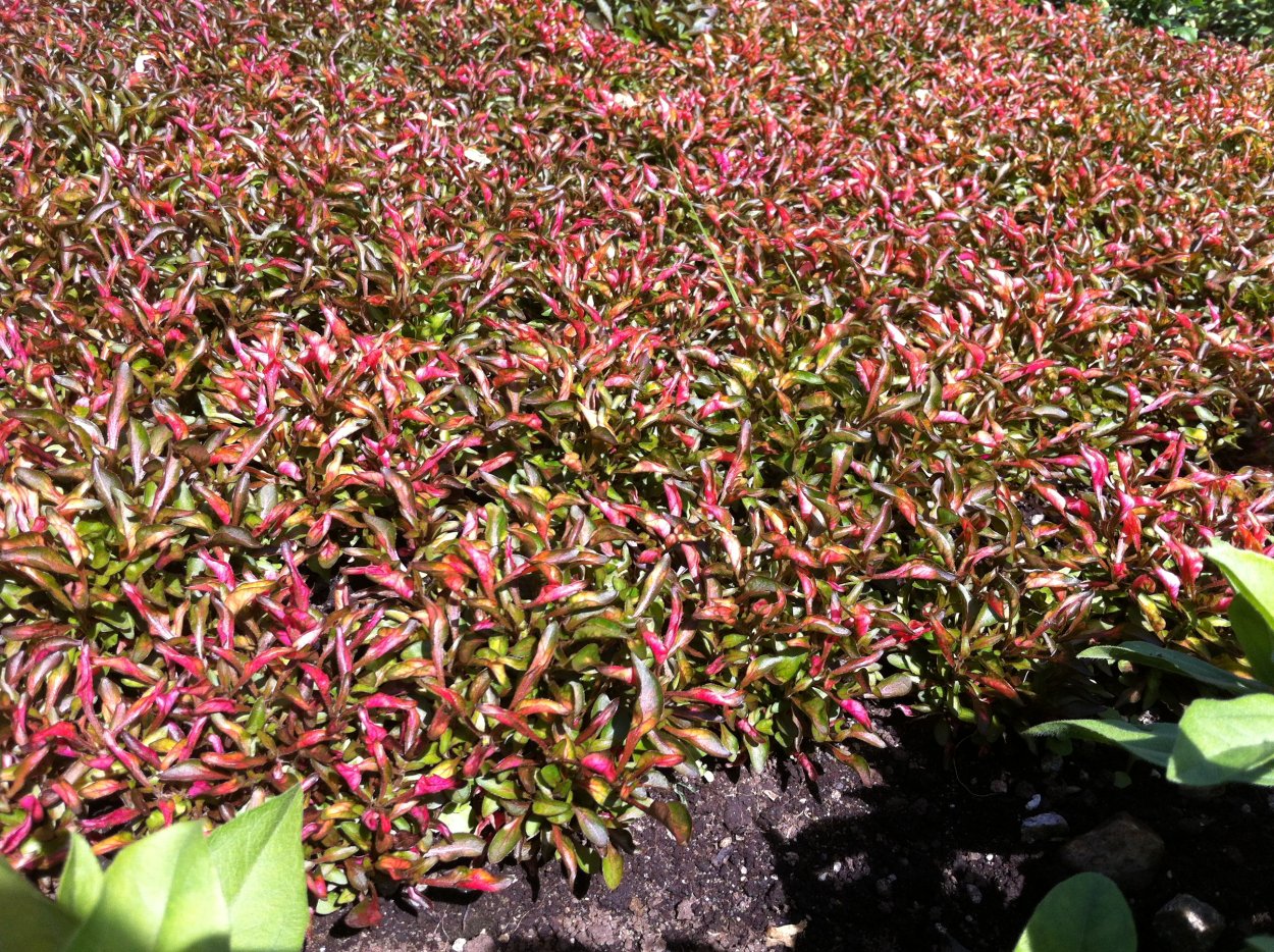 Альтернантера Рейнека