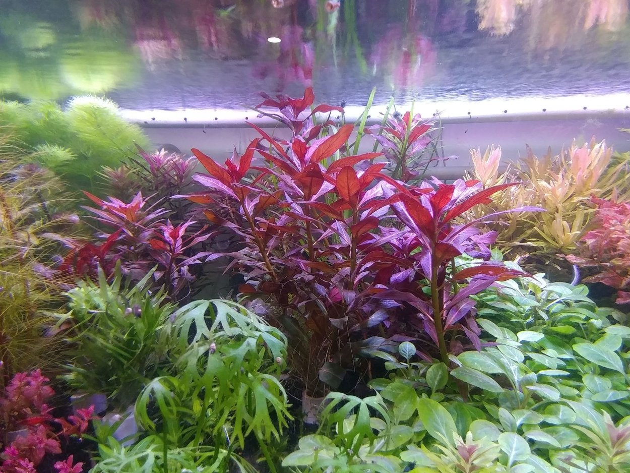 Альтернантера Black Prince