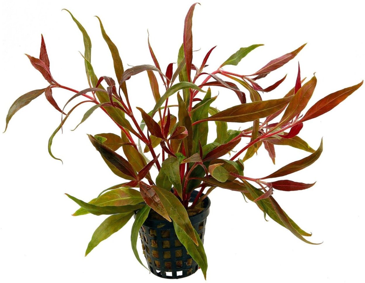 Альтернантера Ariba Red Green