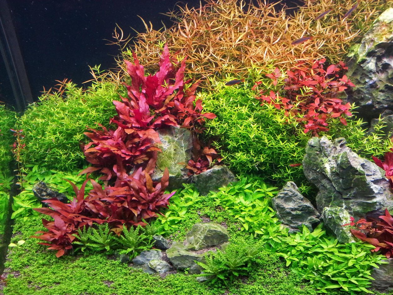 Альтернантера прелестная