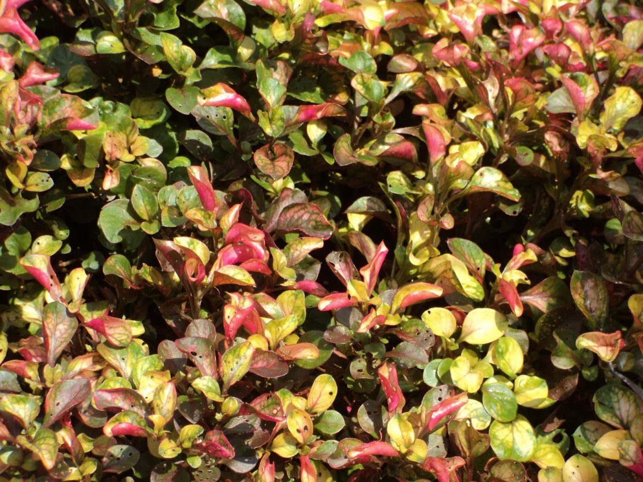 Альтернантера Рейнека