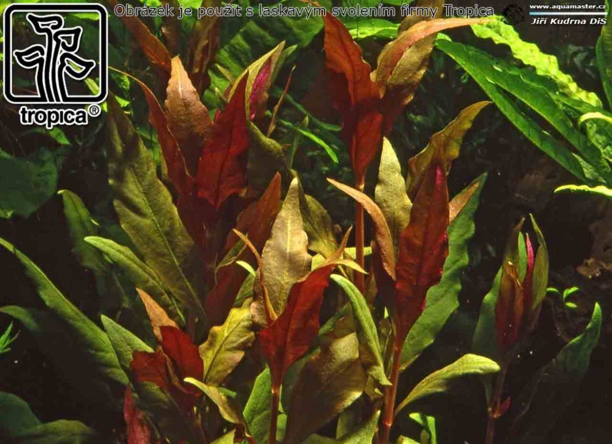 Альтернантера Амоена