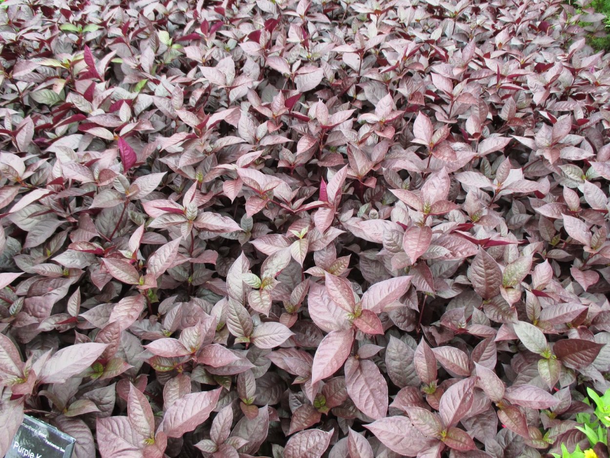 Альтернантера бетзикиана красная
