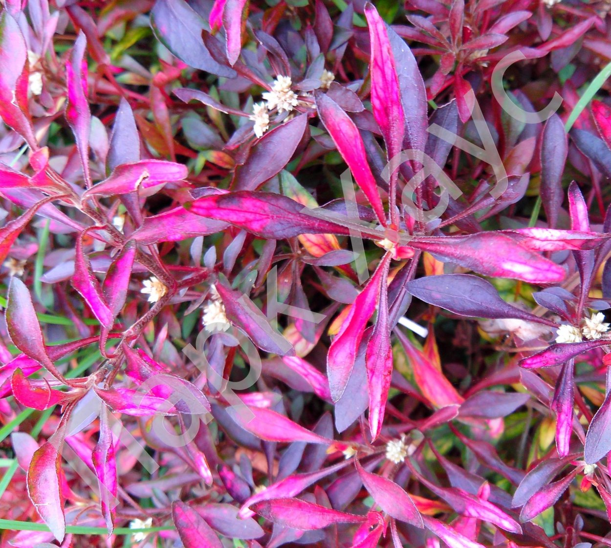 Альтернантера металлика