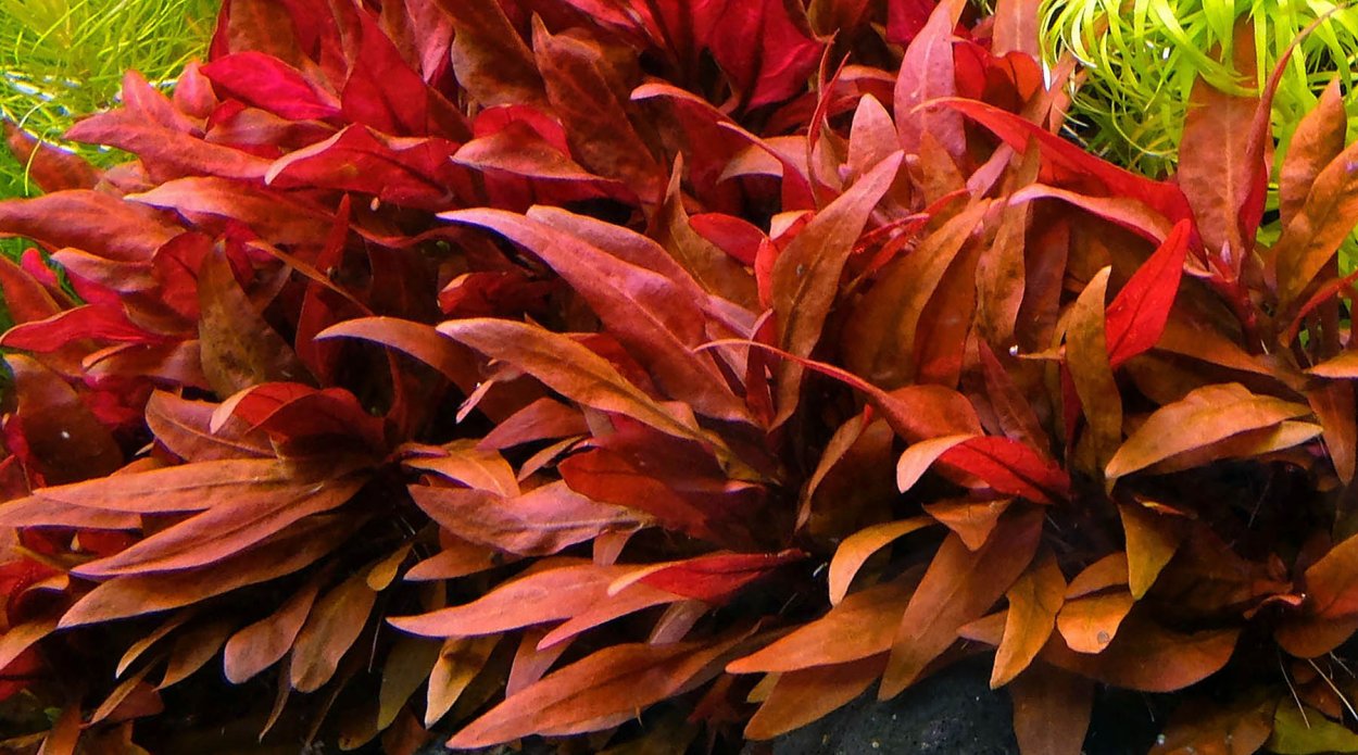 Альтернантера Рейнека