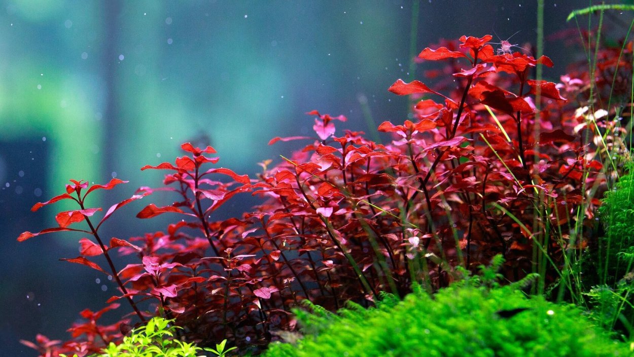 Альтернантера Кардиналис