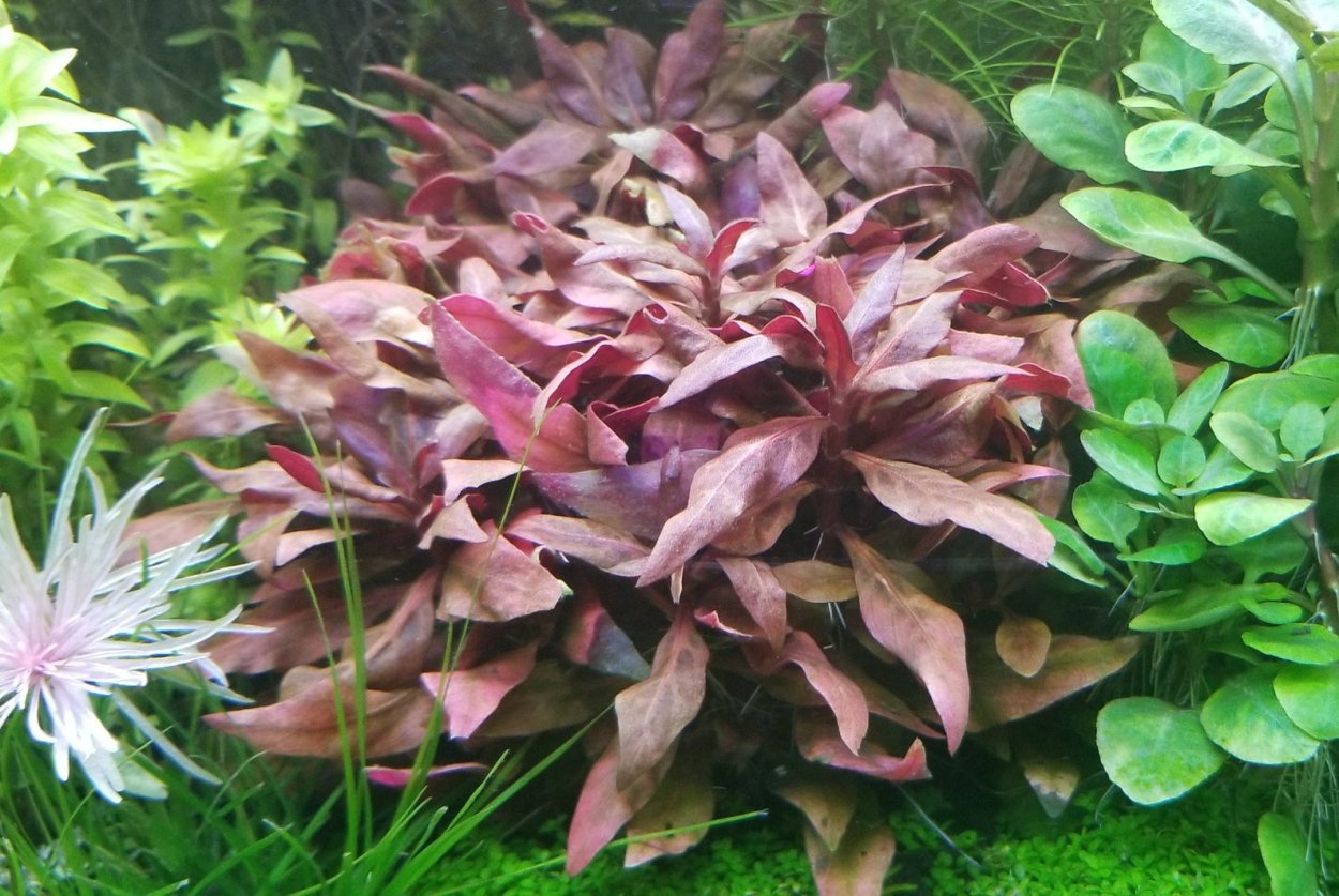 Альтернантера Рейнека красная