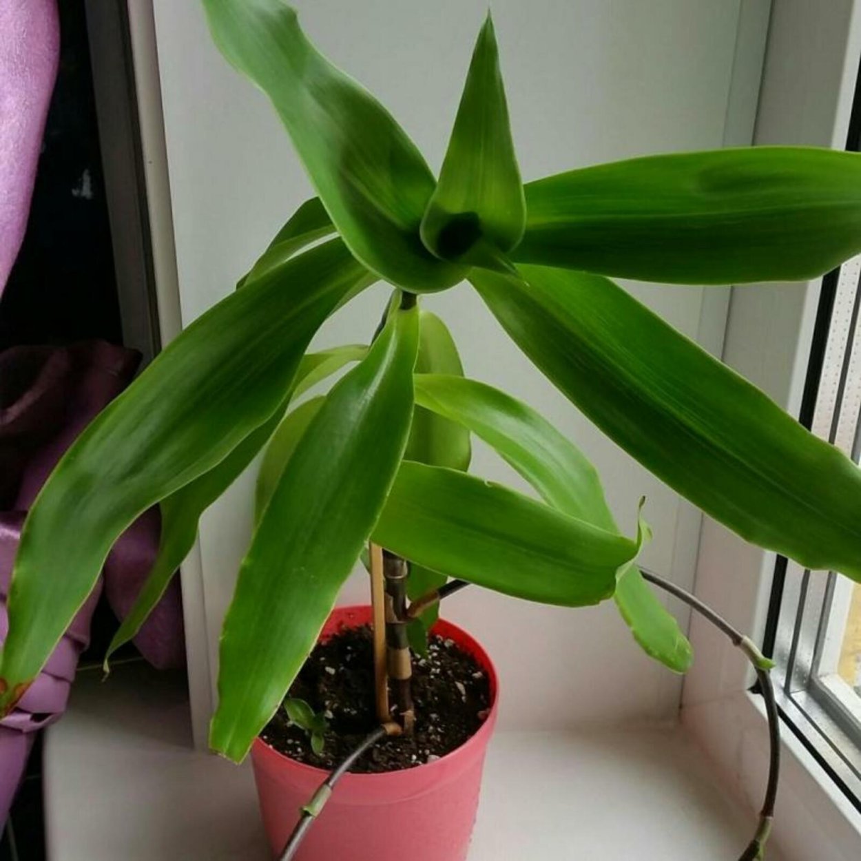 Каллизия душистая