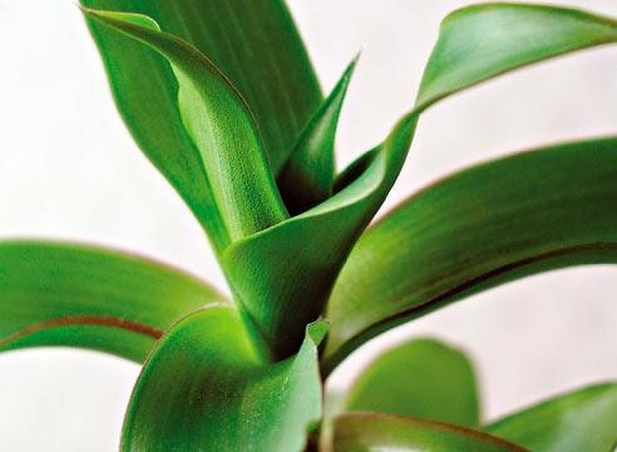 Золотой ус комнатное растение