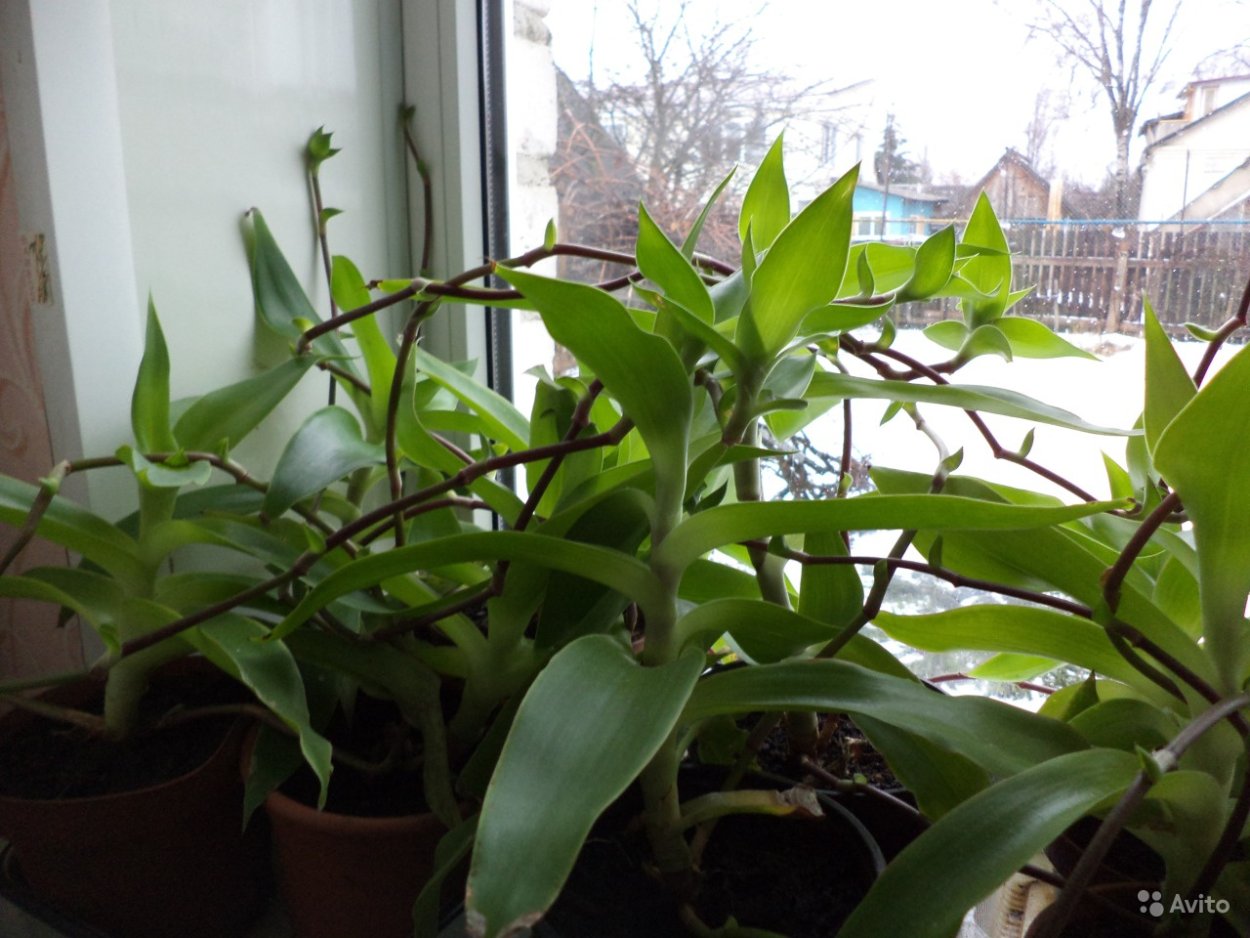 Цветок золотой ус лечебные