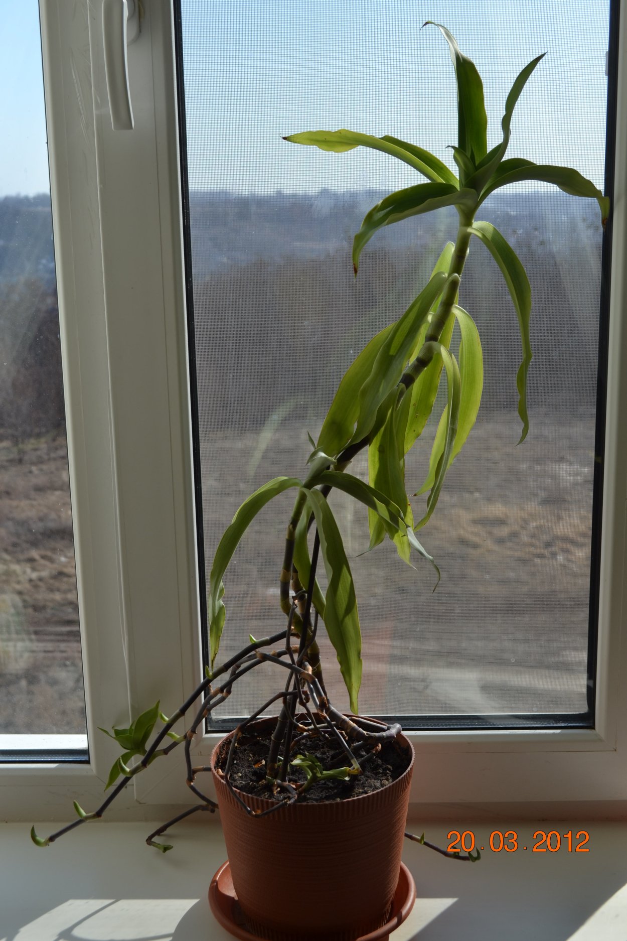 Златоуст растение